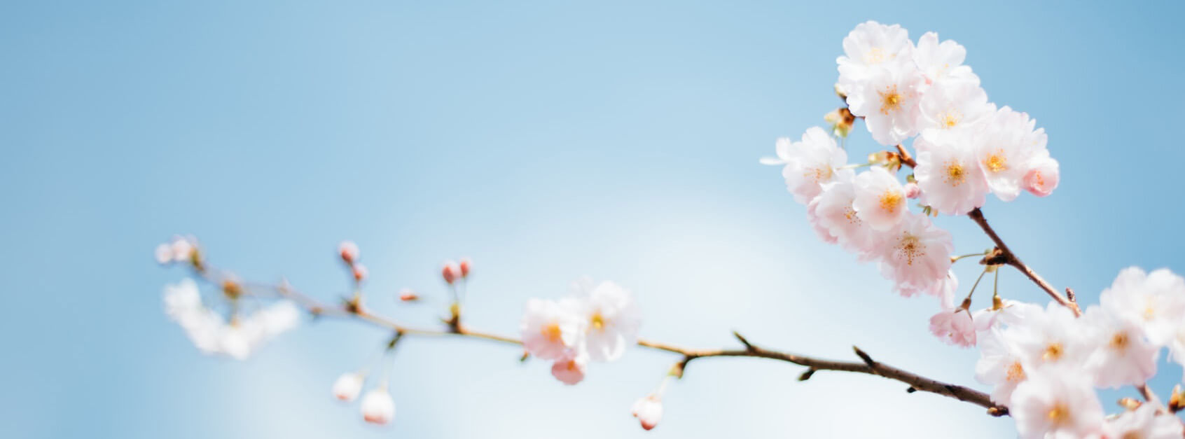 冰芹来了