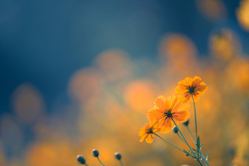 《喜羊羊与灰太狼》观看顺序是怎么样的？